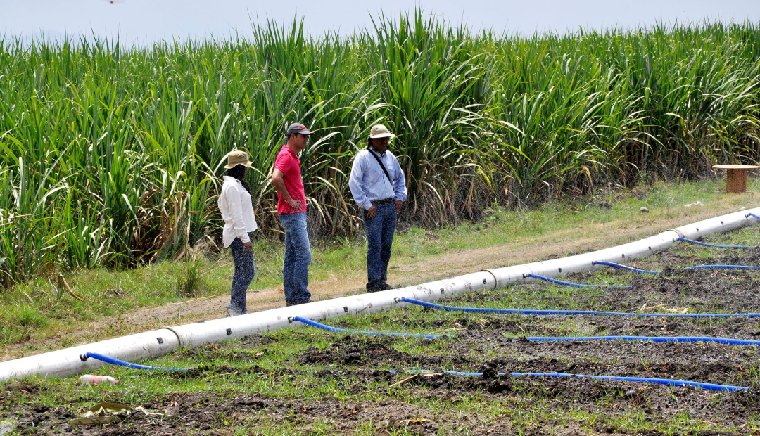 Productores de caña de azúcar