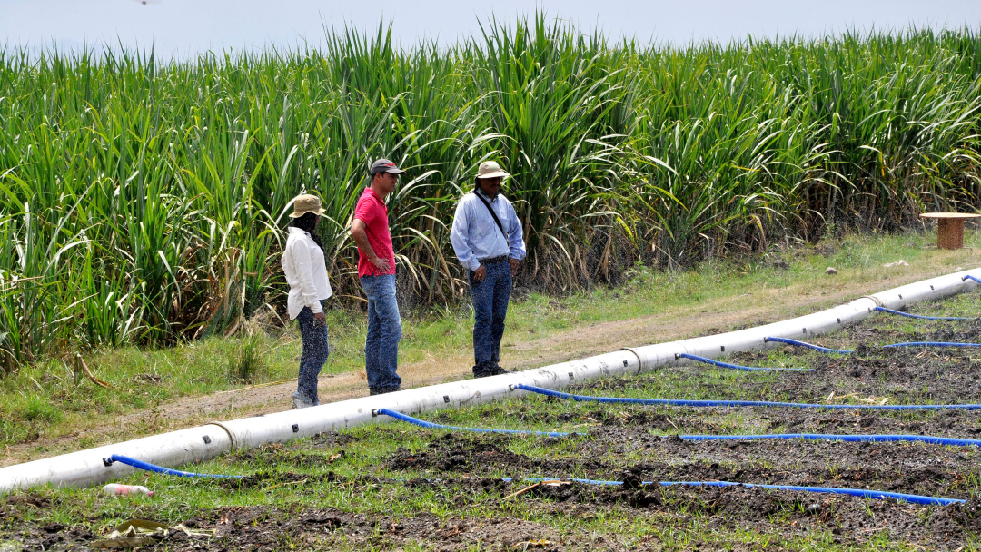 Productores de caña de azúcar