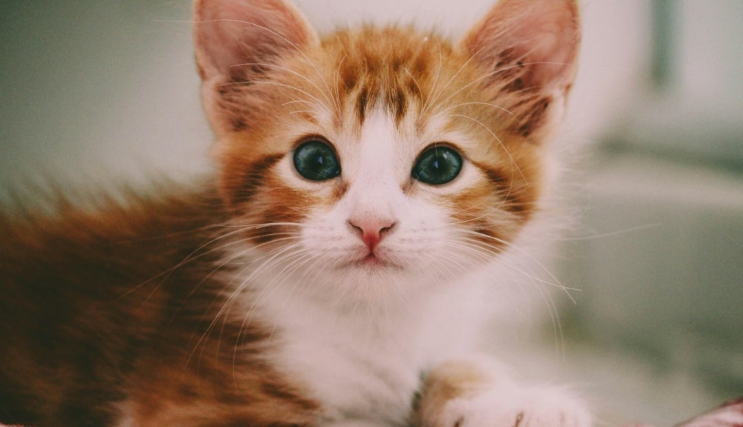 Dia Internacional de Gato