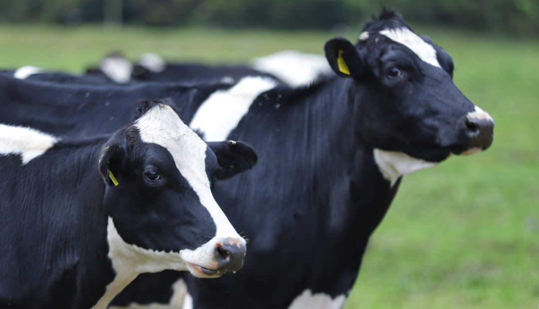 Vacas lecheras