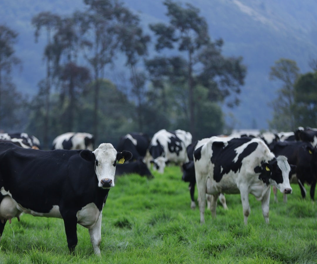 Ganado lechero