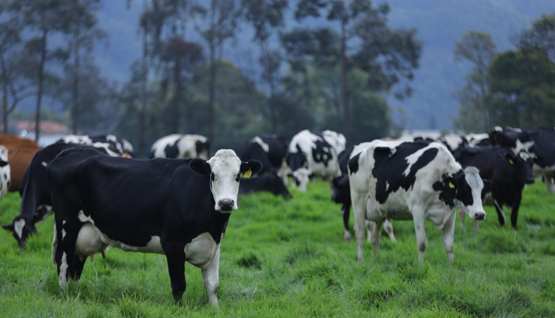 Ganado lechero