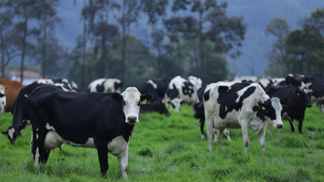 Ganado lechero