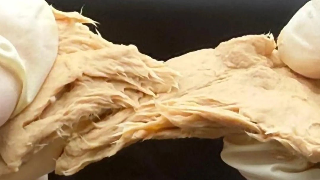 Fusarium venenatum, la micoproteína modificada genéticamente