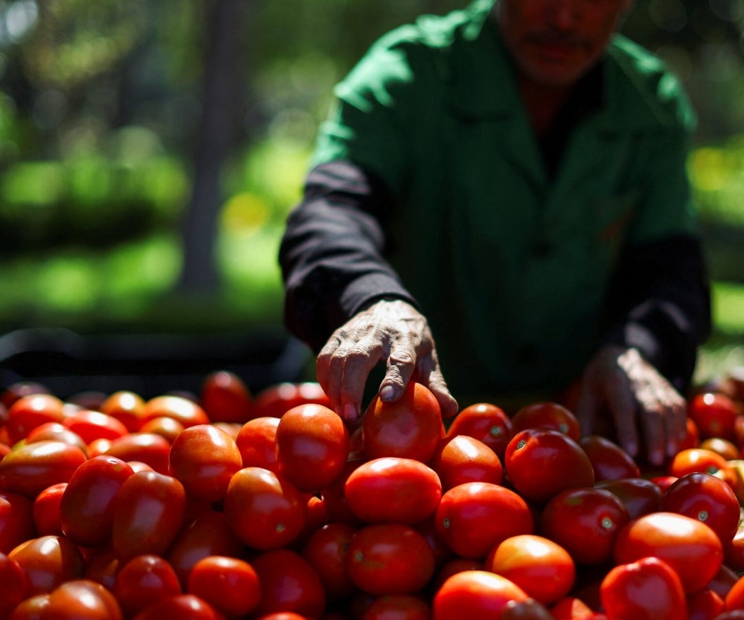 Ministerio de Agricultura libera la importación temporal del tomate por altos precios