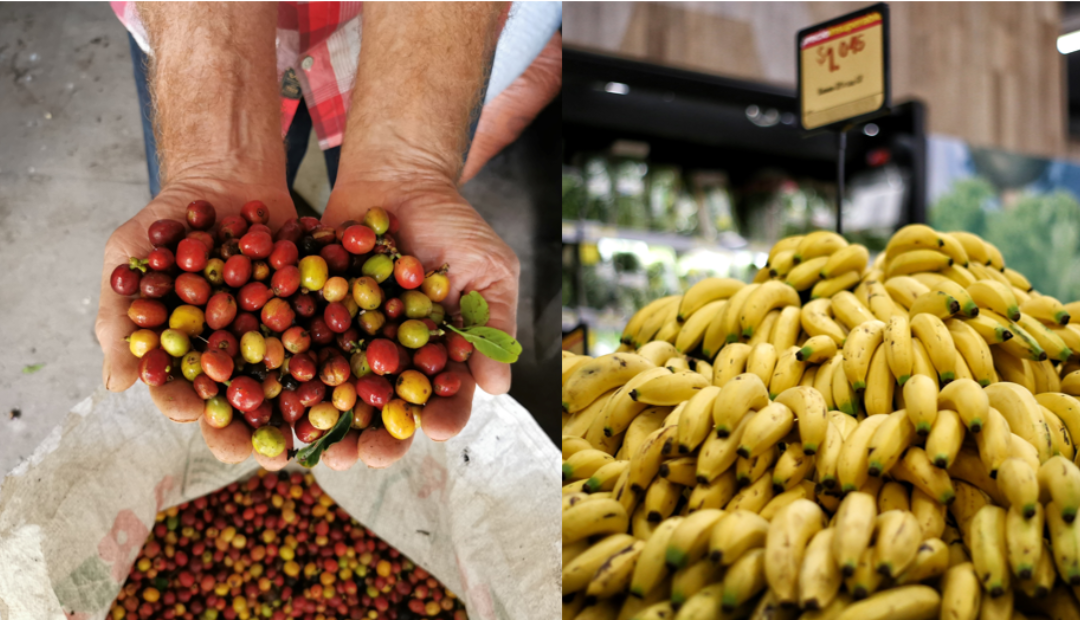 Exportaciones de café y banano