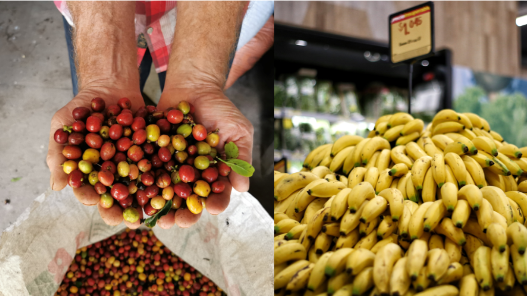 Exportaciones de café y banano