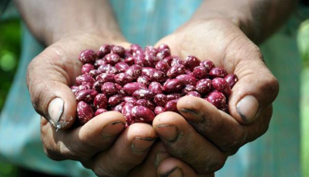 Producción de fríjol