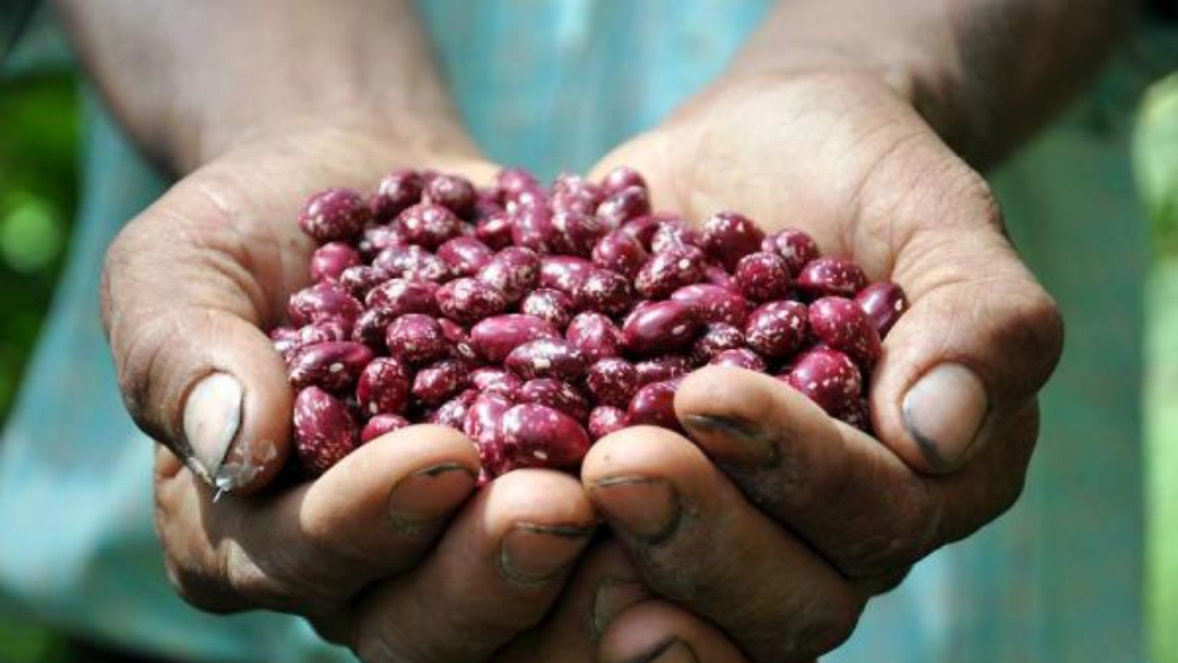 Producción de fríjol