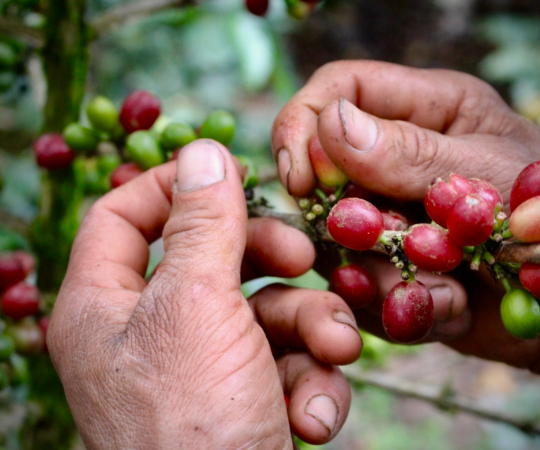 Cooperación Suiza y líderes del sector cafetero anuncian una apuesta conjunta por un café más sostenible