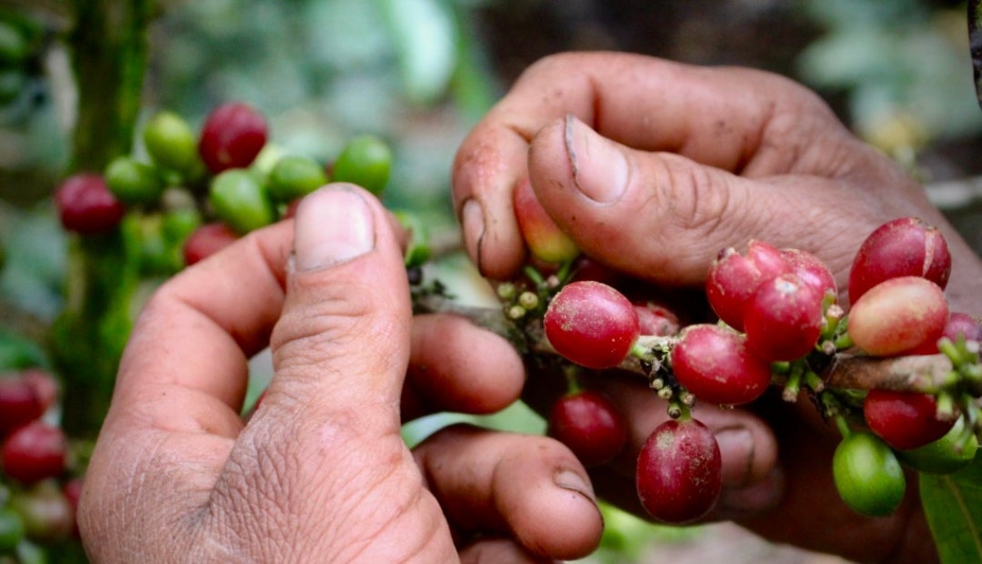 Cooperación Suiza y líderes del sector cafetero anuncian una apuesta conjunta por un café más sostenible