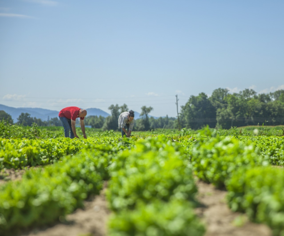 Cultivos agrícolas