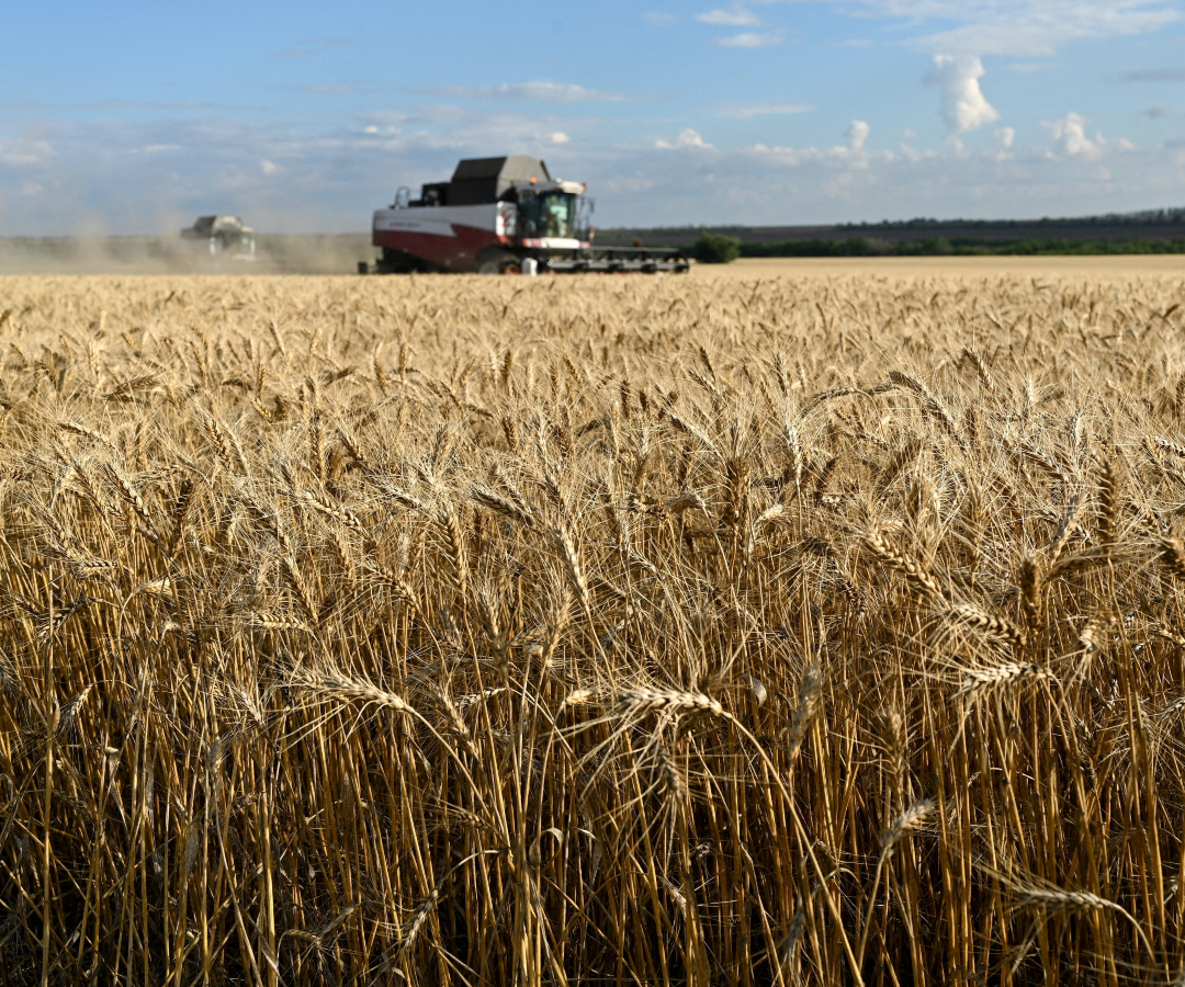 Cosecha de trigo en la región rusa de Rostov