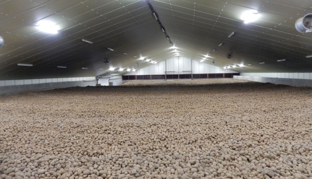 Sobreproducción de papas en Europa