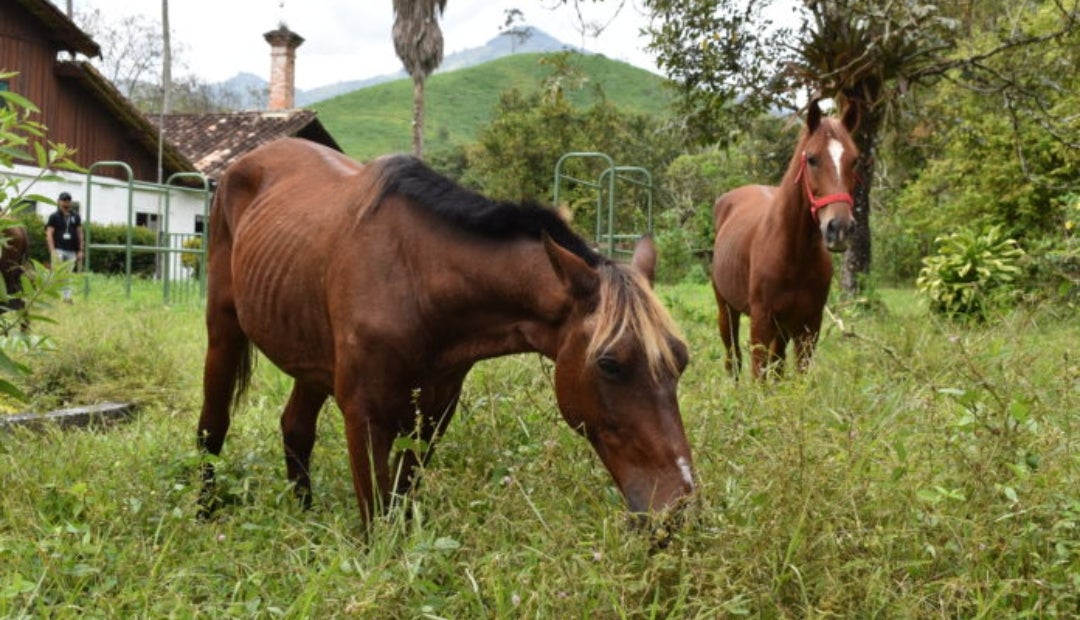 Caballos adoptados por la Universidad de Antioquia