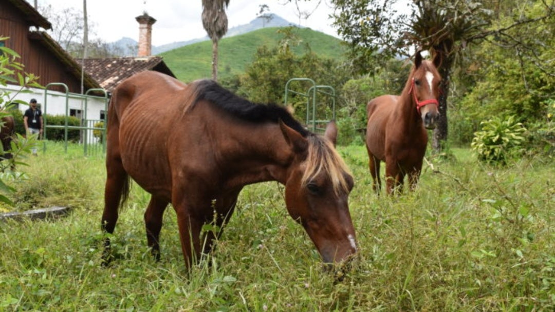 Caballos adoptados por la Universidad de Antioquia