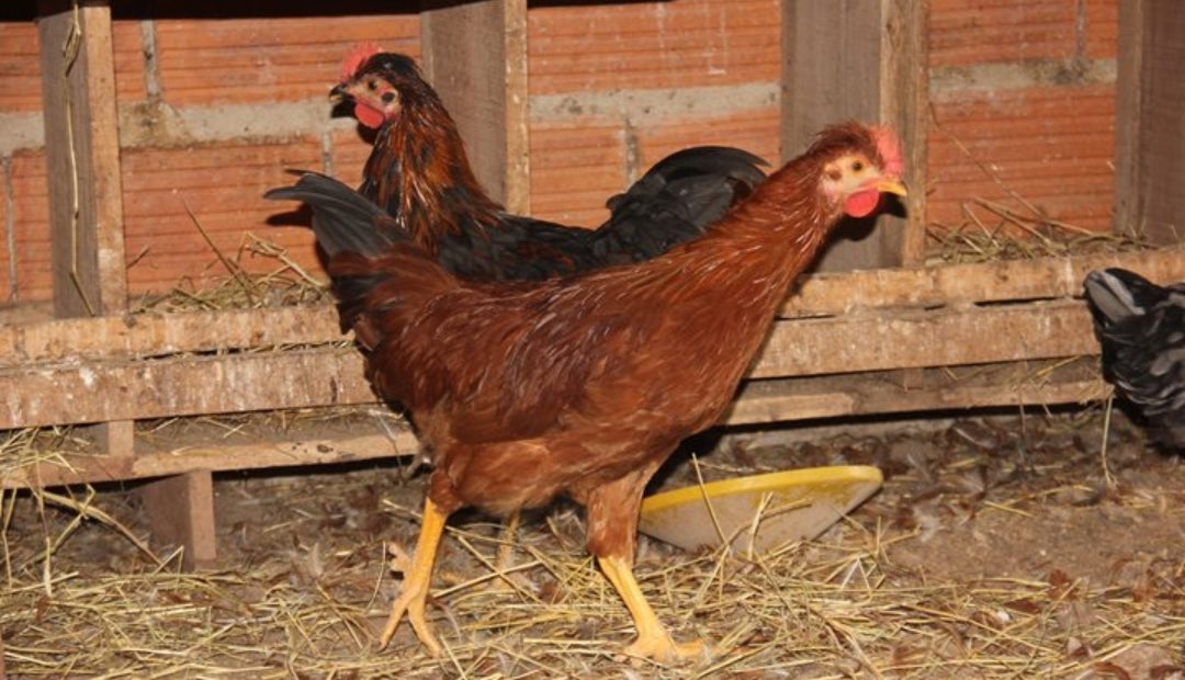 Influenza aviar en el Meta