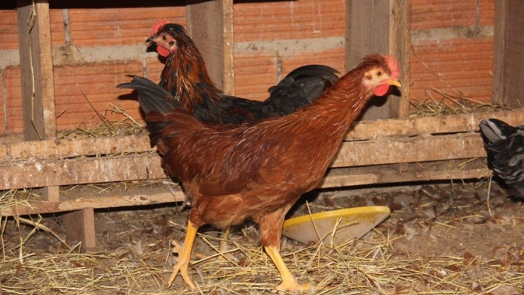 Influenza aviar en el Meta