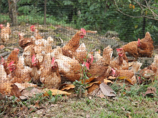Gallinas - Influenza aviar