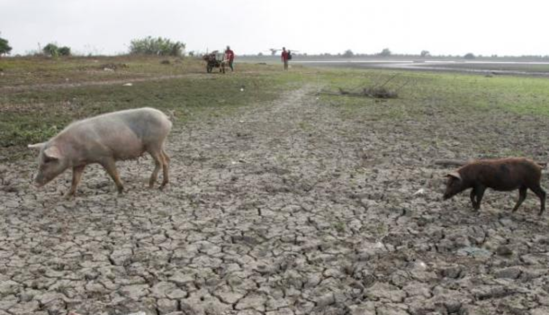 Sequías por Fenómeno de El Niño