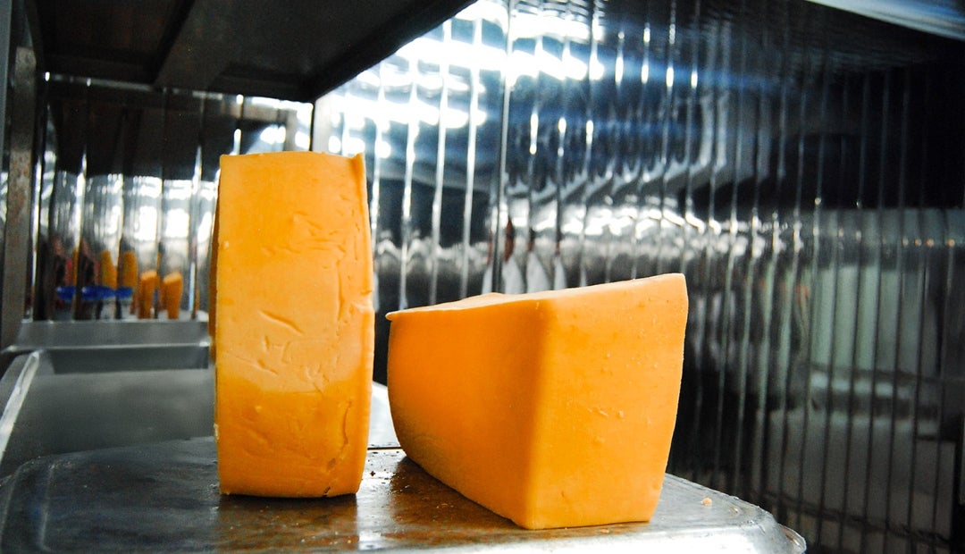 Quesito y queso campesino elaborados por empresas de distintas regiones del país