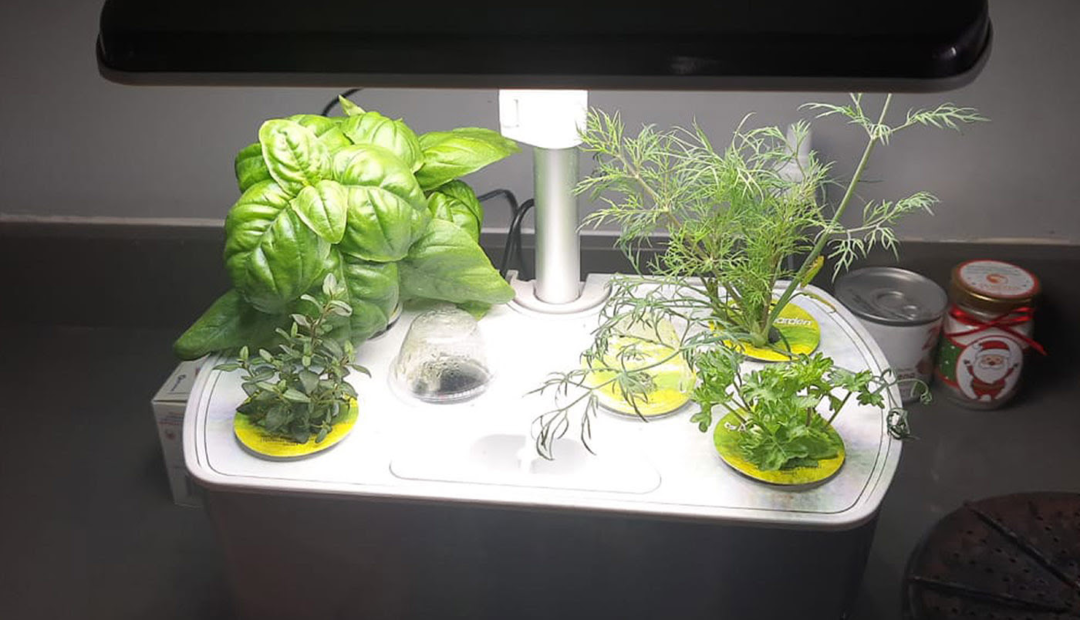 Sistema automatizado de cultivo Kotiria