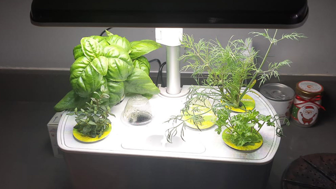 Sistema automatizado de cultivo Kotiria