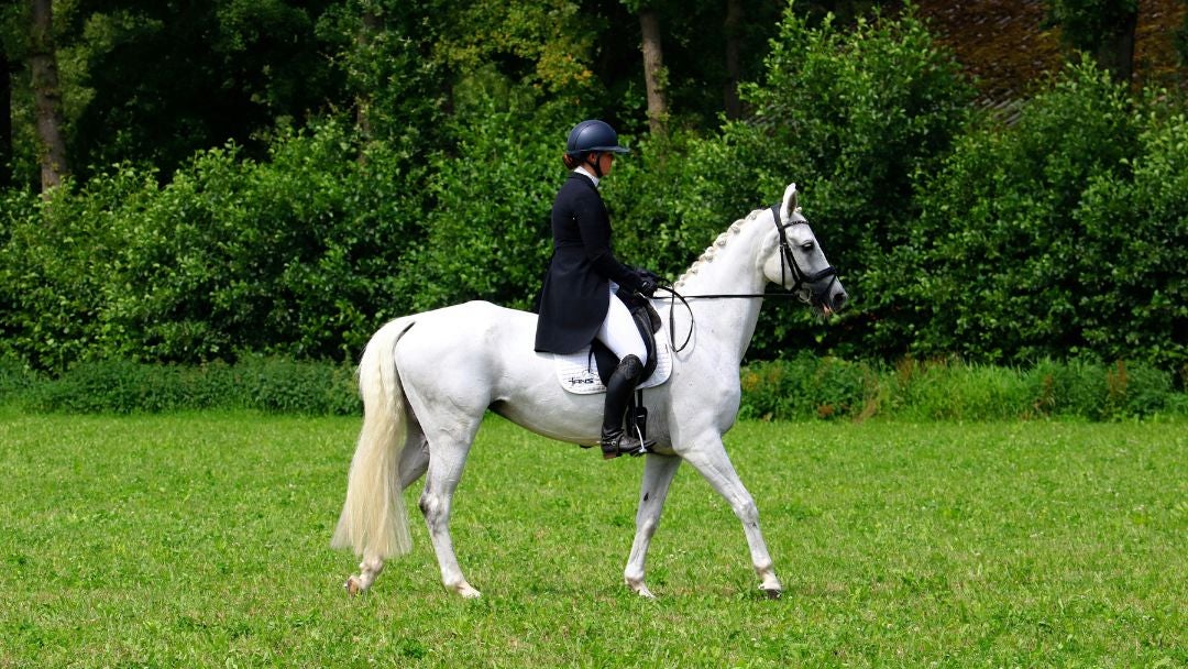 La yegua de pura sangre tenía cuatro años y había competido de forma profesional desde 2024.