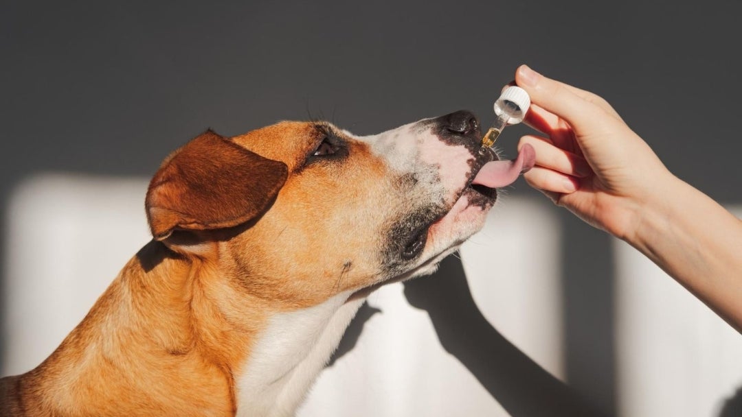 Cannabis para perros