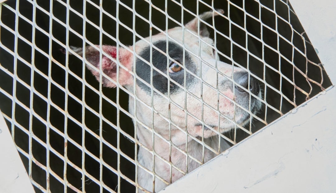 Perros usados en peleas