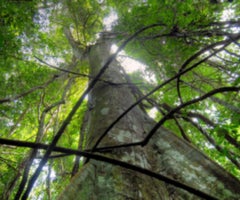 Día de los bosques (1)