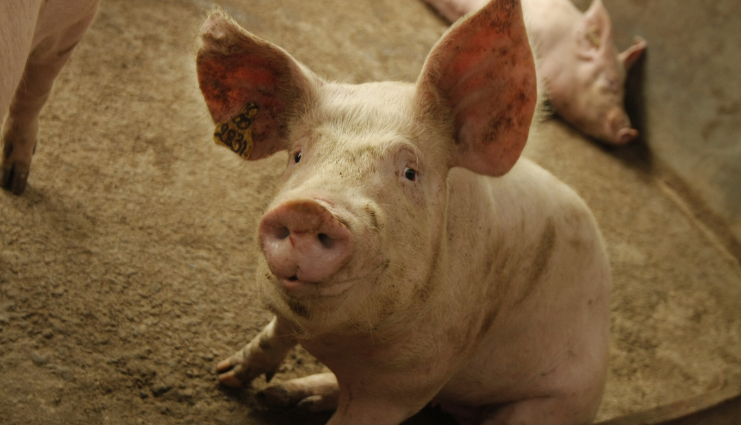 Granja de cerdos