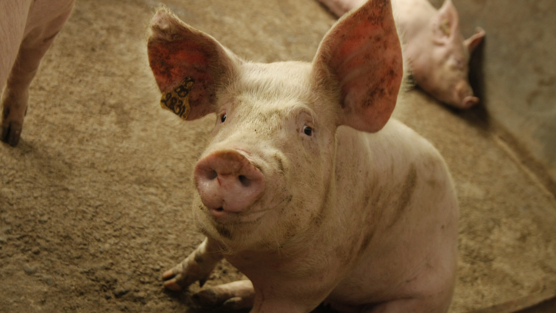 Granja de cerdos