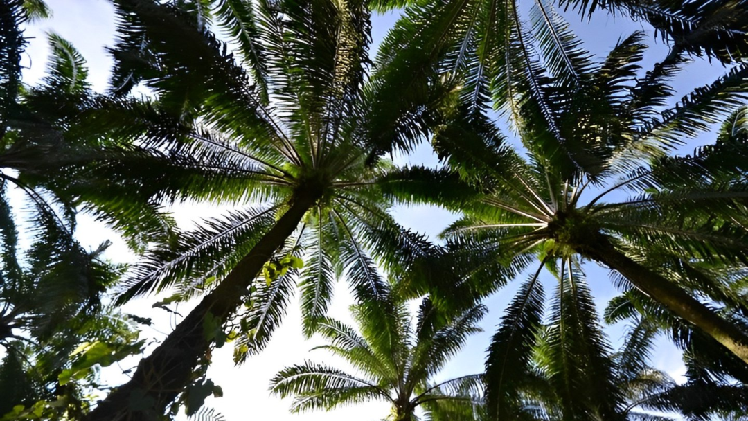 Palma de aceite en Colombia