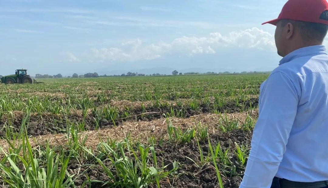 Cultivo de Riopaila Castilla