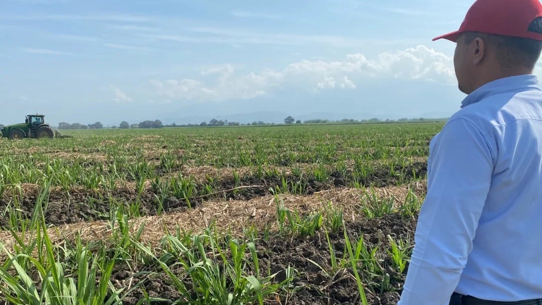 Cultivo de Riopaila Castilla