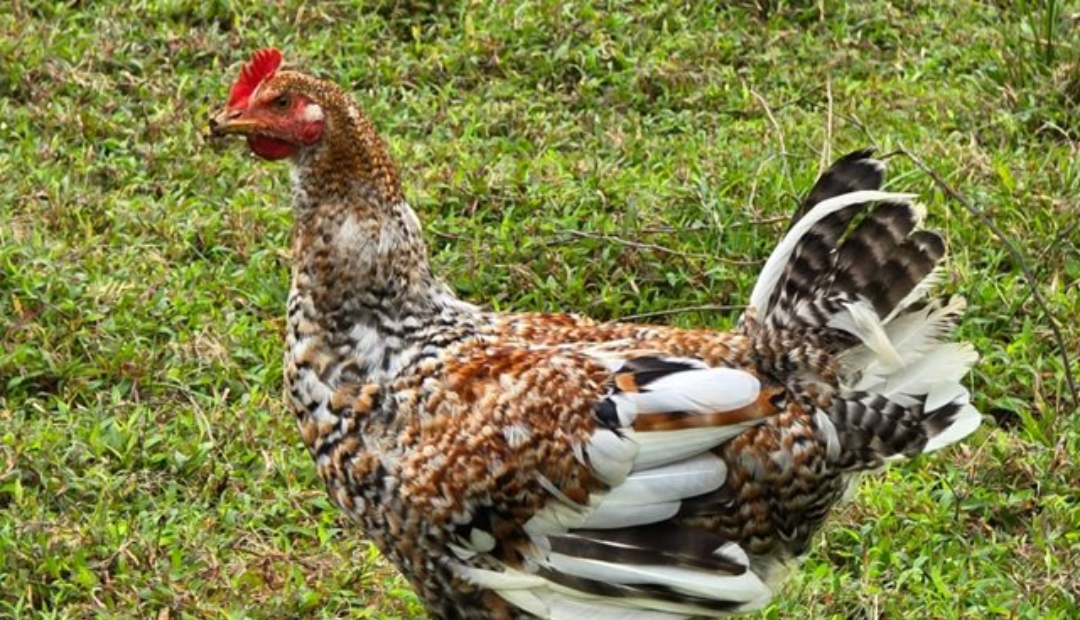 Gallinas, gripe aviar