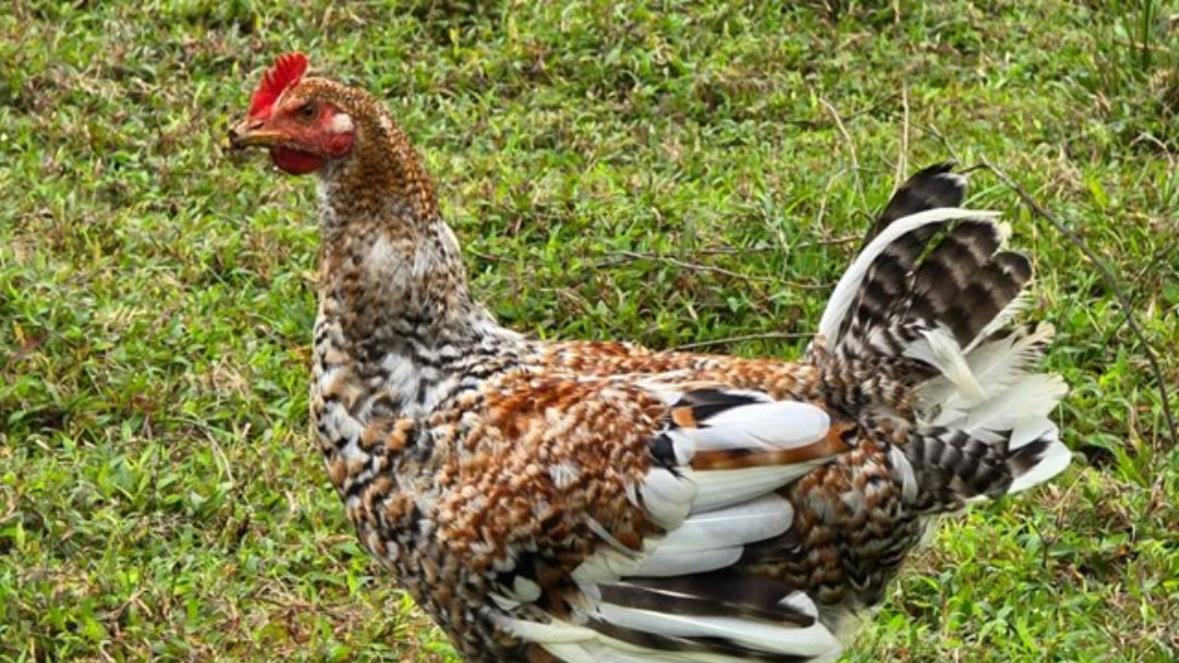 Gallinas, gripe aviar