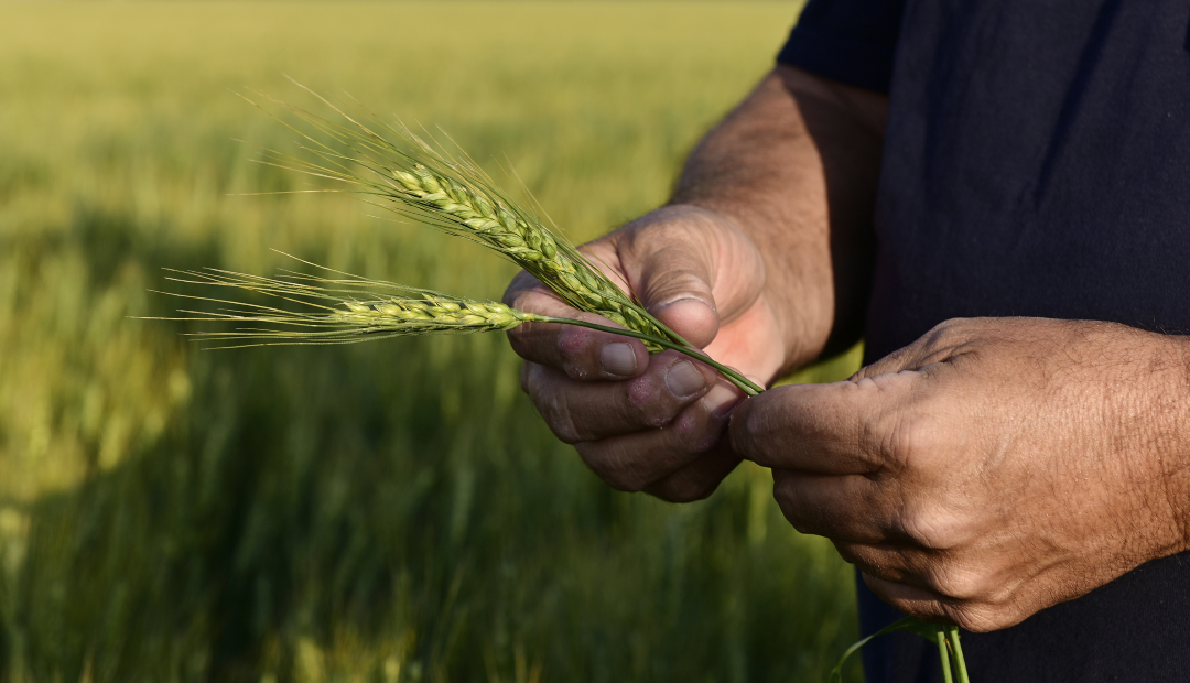 Campos de soya en EE.UU