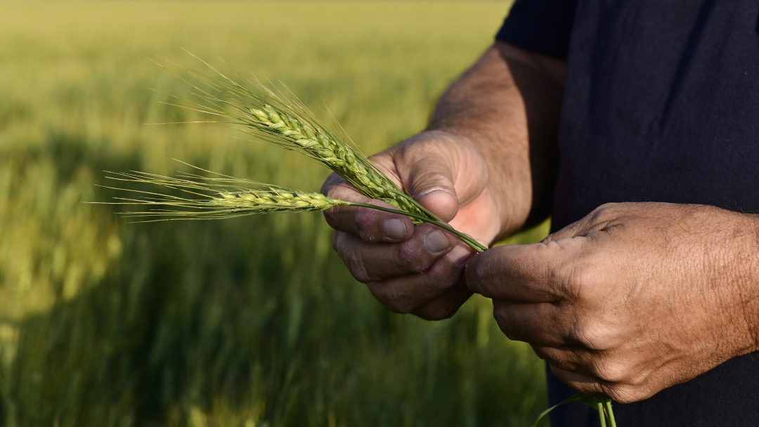 Campos de soya en EE.UU