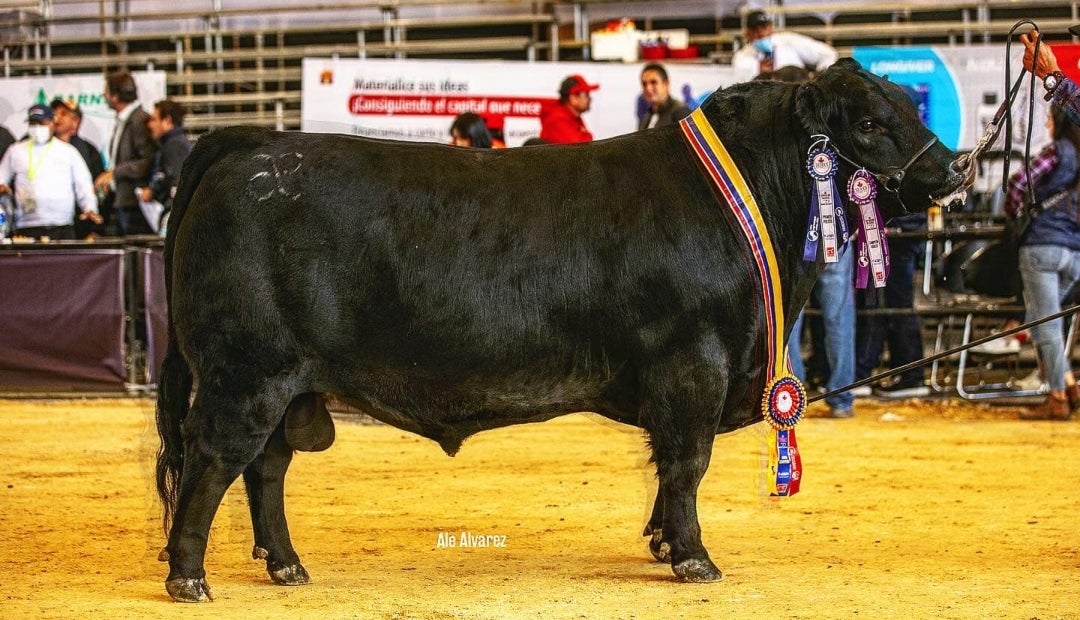 Ejemplar de la raza angus