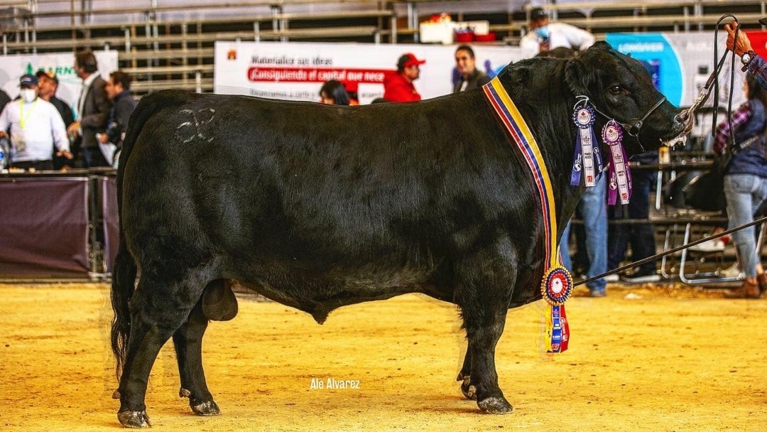 Ejemplar de la raza angus