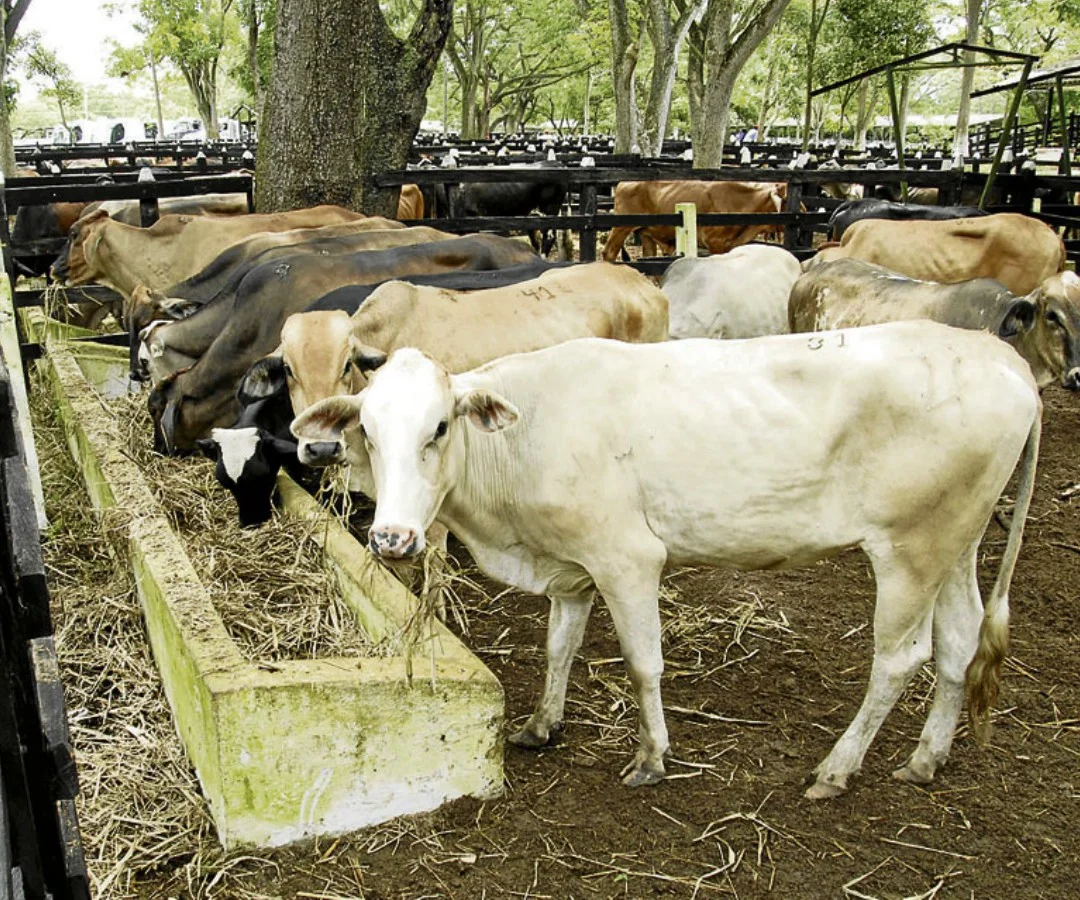 Ganado Vacuno