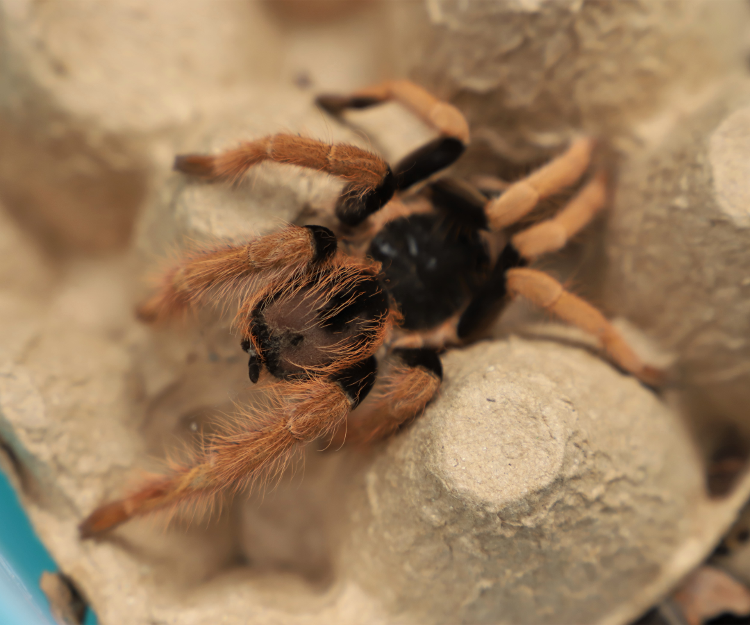 Tarántulas incautadas en el aeropuerto El Dorado
