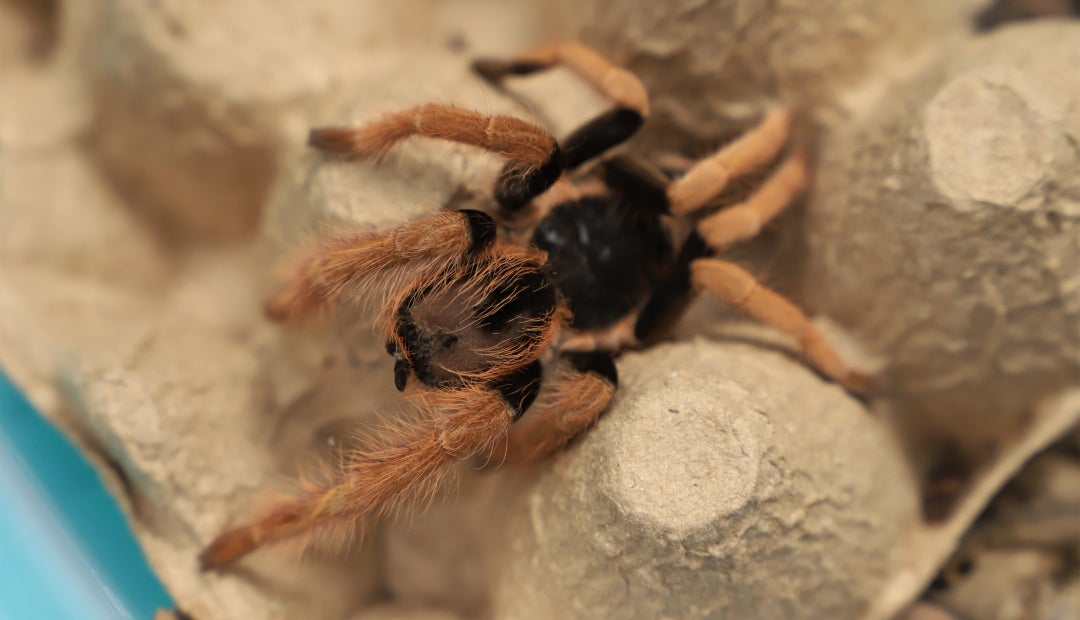 Tarántulas incautadas en el aeropuerto El Dorado