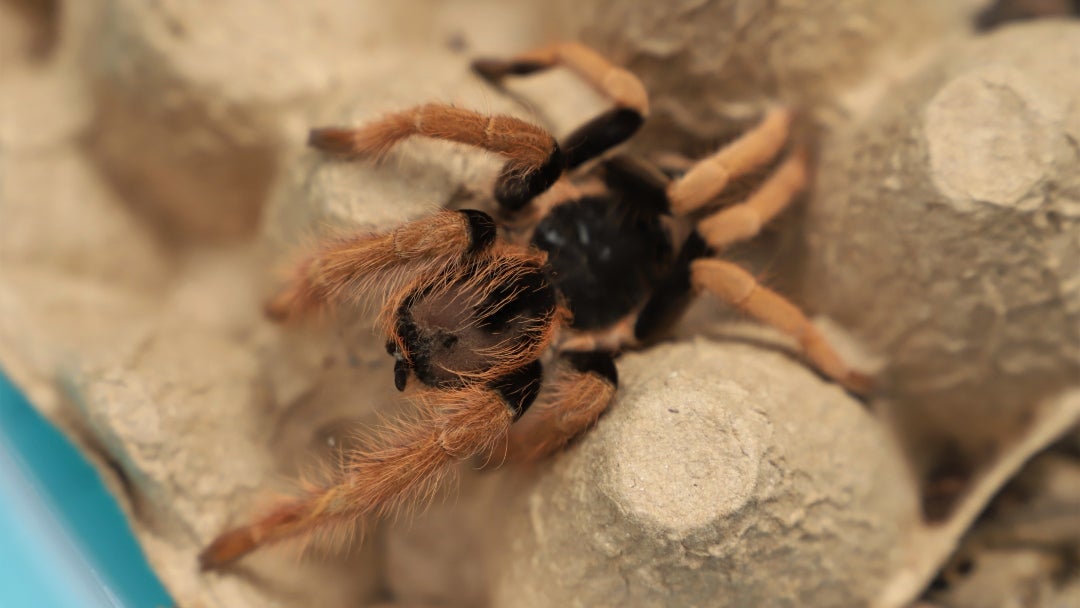 Tarántulas incautadas en el aeropuerto El Dorado
