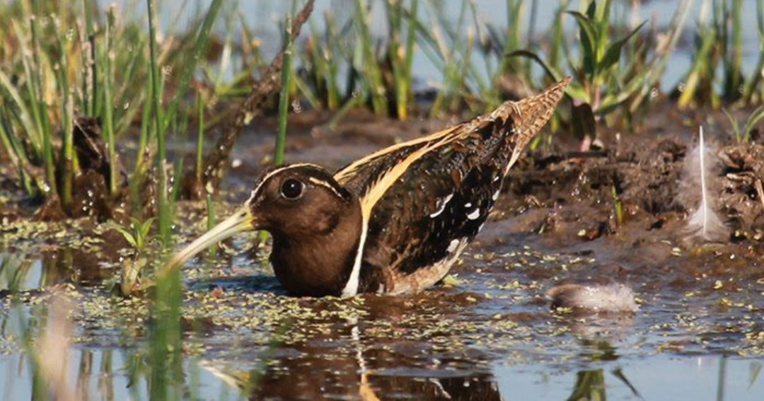 Ordenan arresto de representantes de Inversiones Lampa por desproteger humedal