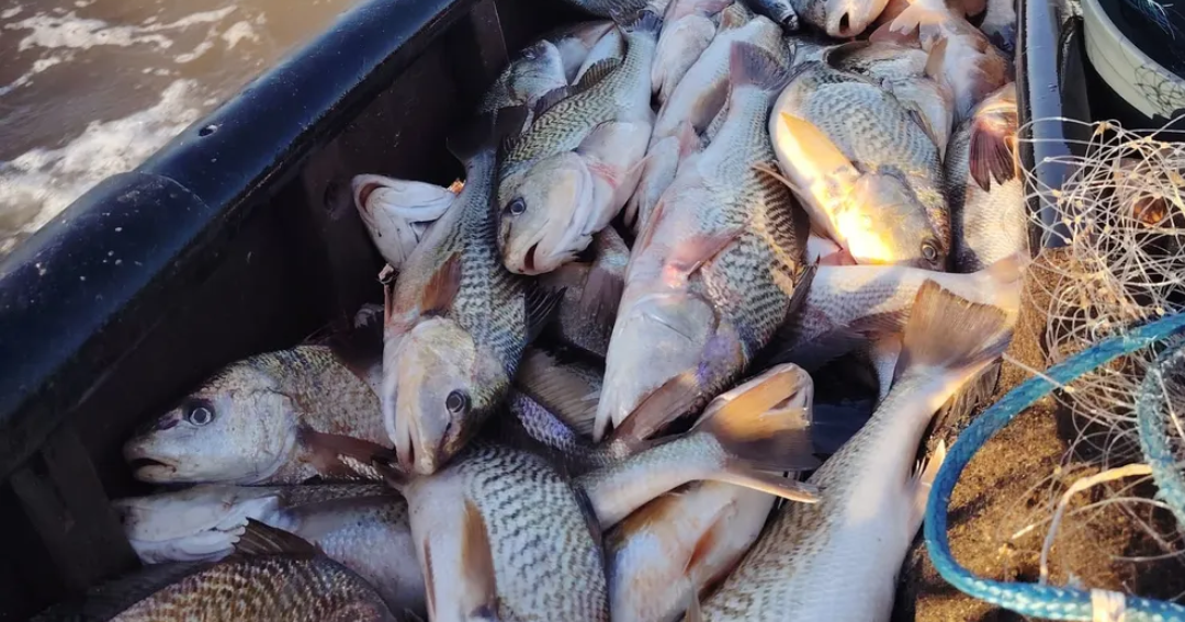 Pico de venta de pescado en Semana Santa, esto es lo que más piden y sus precios