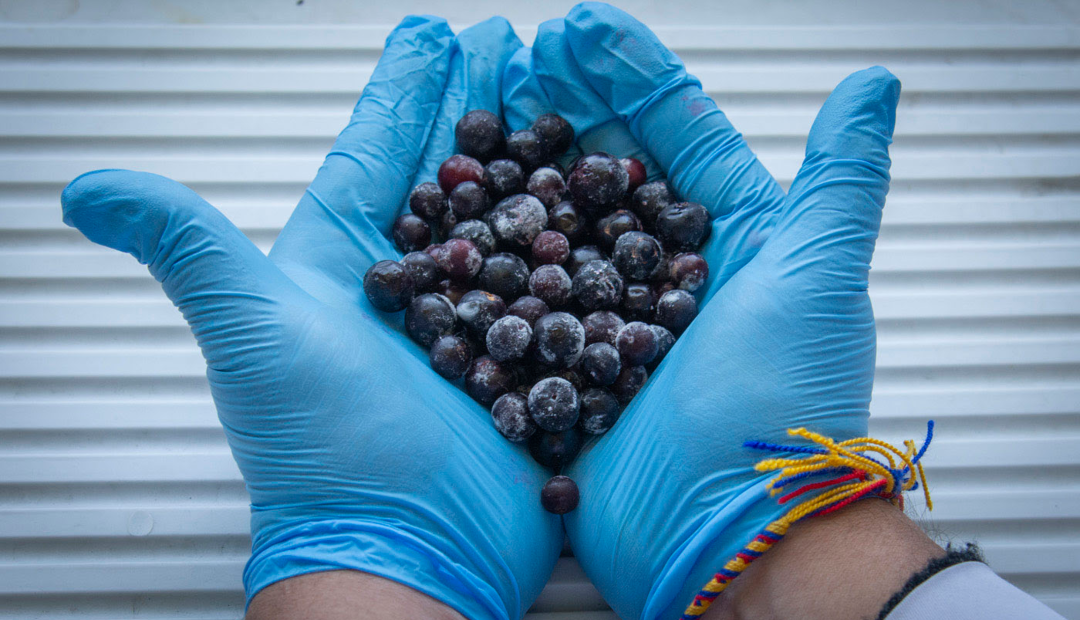 El agraz tiene un potencial mayor del conocido en el país