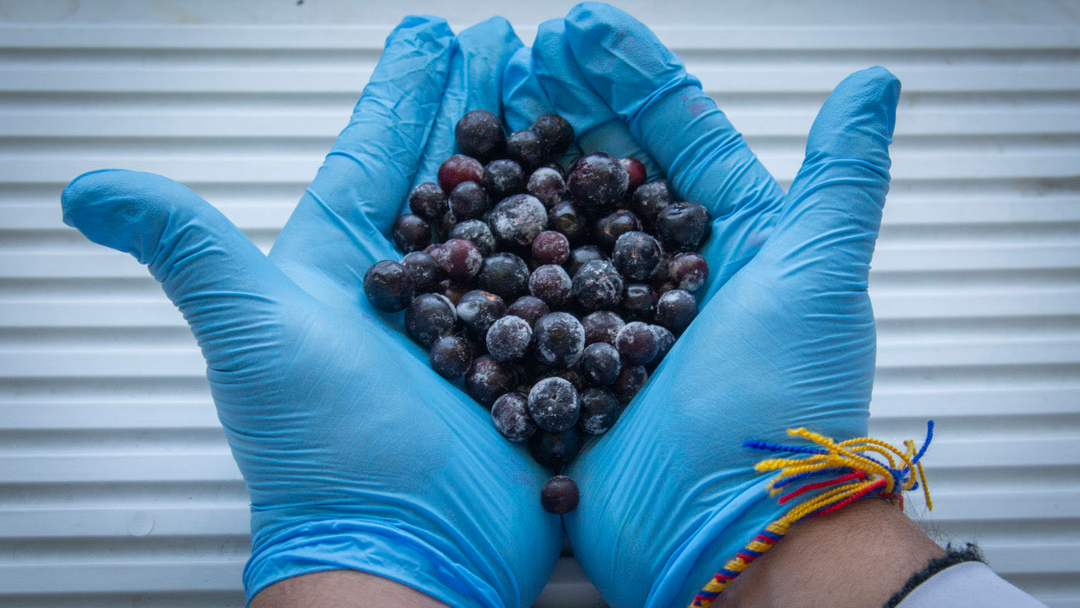 El agraz tiene un potencial mayor del conocido en el país